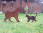 Preview: Laufende Katze (Klein) - Gartenstecker